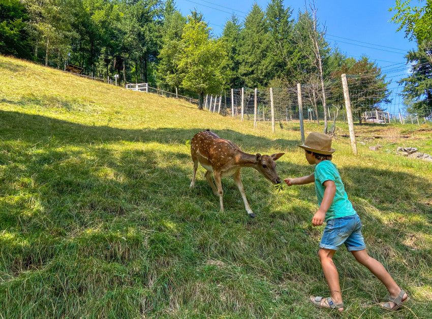 Molló Parc: naturaleza, animales y aventura en el corazón del Pirineo catalán