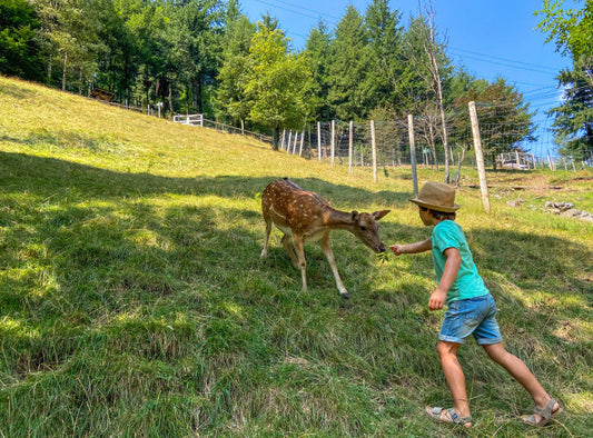 Molló Parc: naturaleza, animales y aventura en el corazón del Pirineo catalán